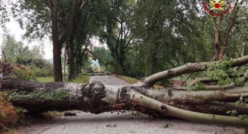 Alberi a Firenze: 13 mila nuovi per 6 mila caduti o tagliati in 5 anni