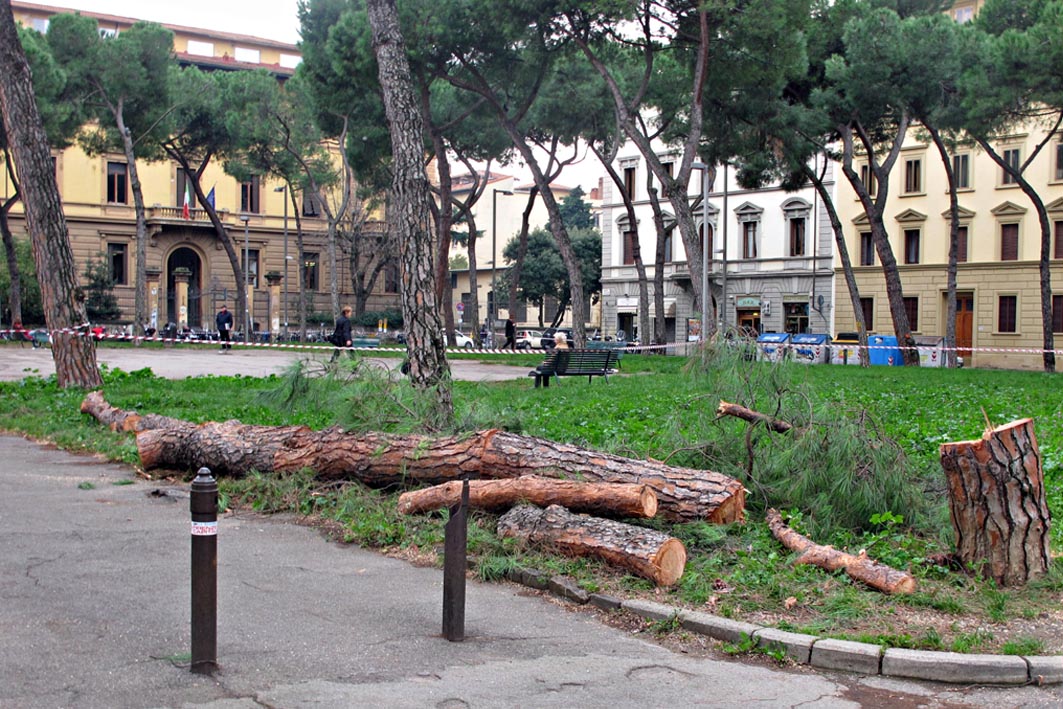 Italia Nostra: “a Firenze si tagliano alberi sani”