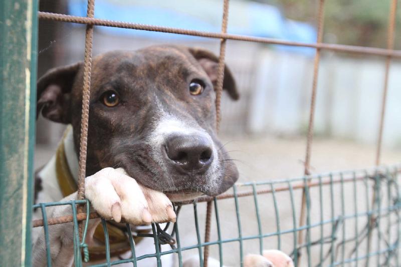 Toscana : cani e gatti nell’Isee