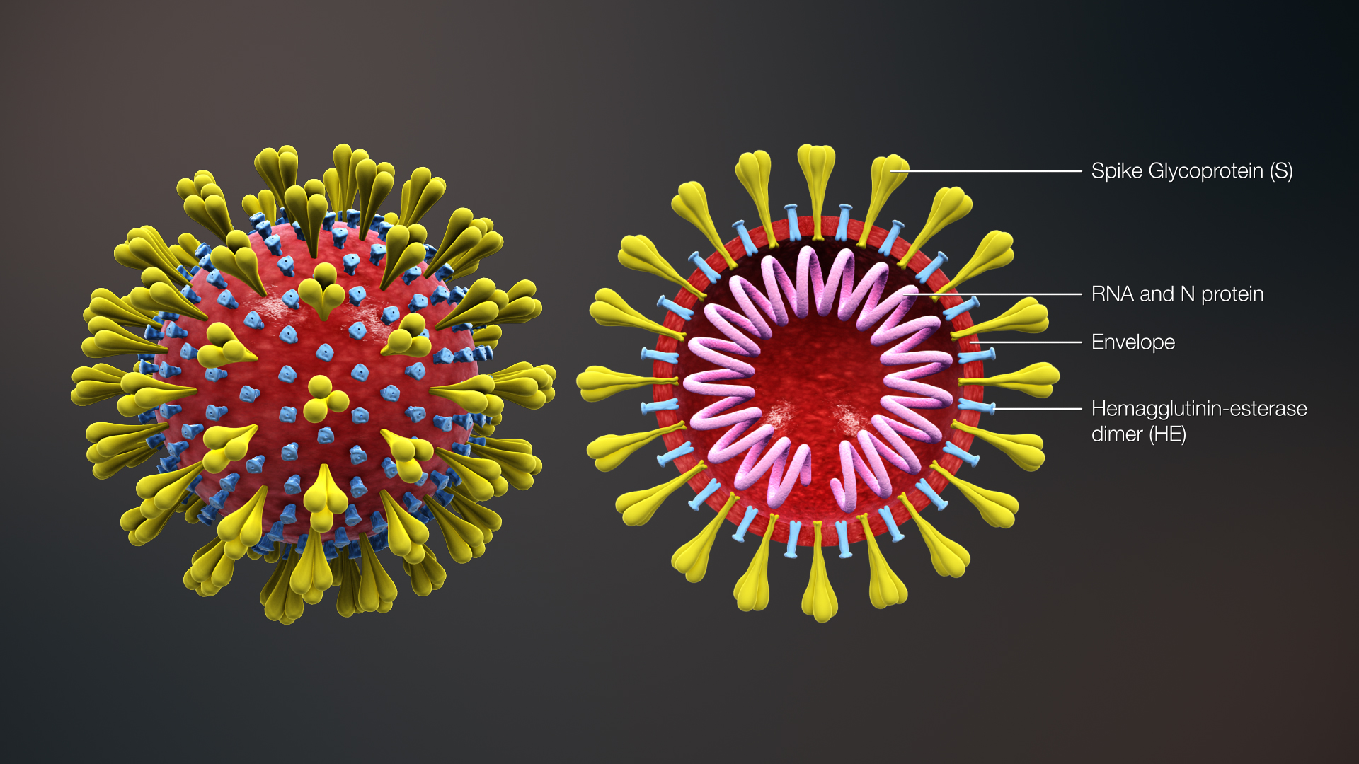 Quali sono gli effetti del caldo sul coronavirus?