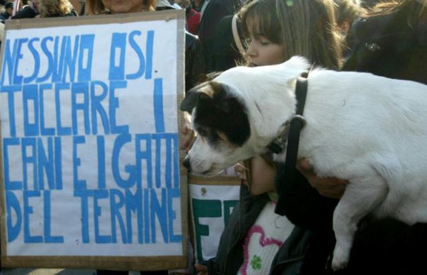 Alberti: &#8220;l&#8217;area del Termine è nostra, non porteremo via i cani&#8221;