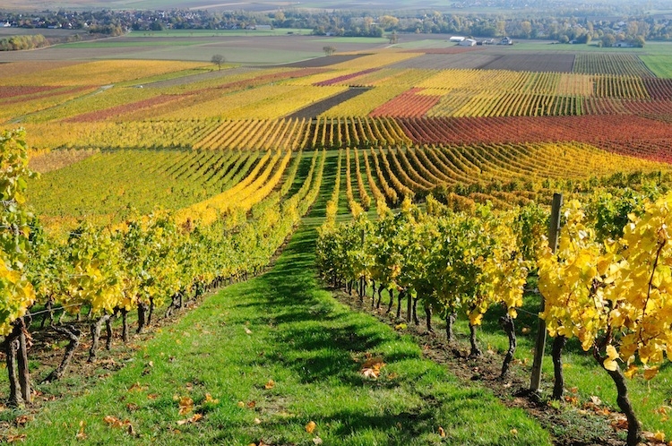 Fase 3: vino Chianti, se avanti così, 40% Toscana in vendita 