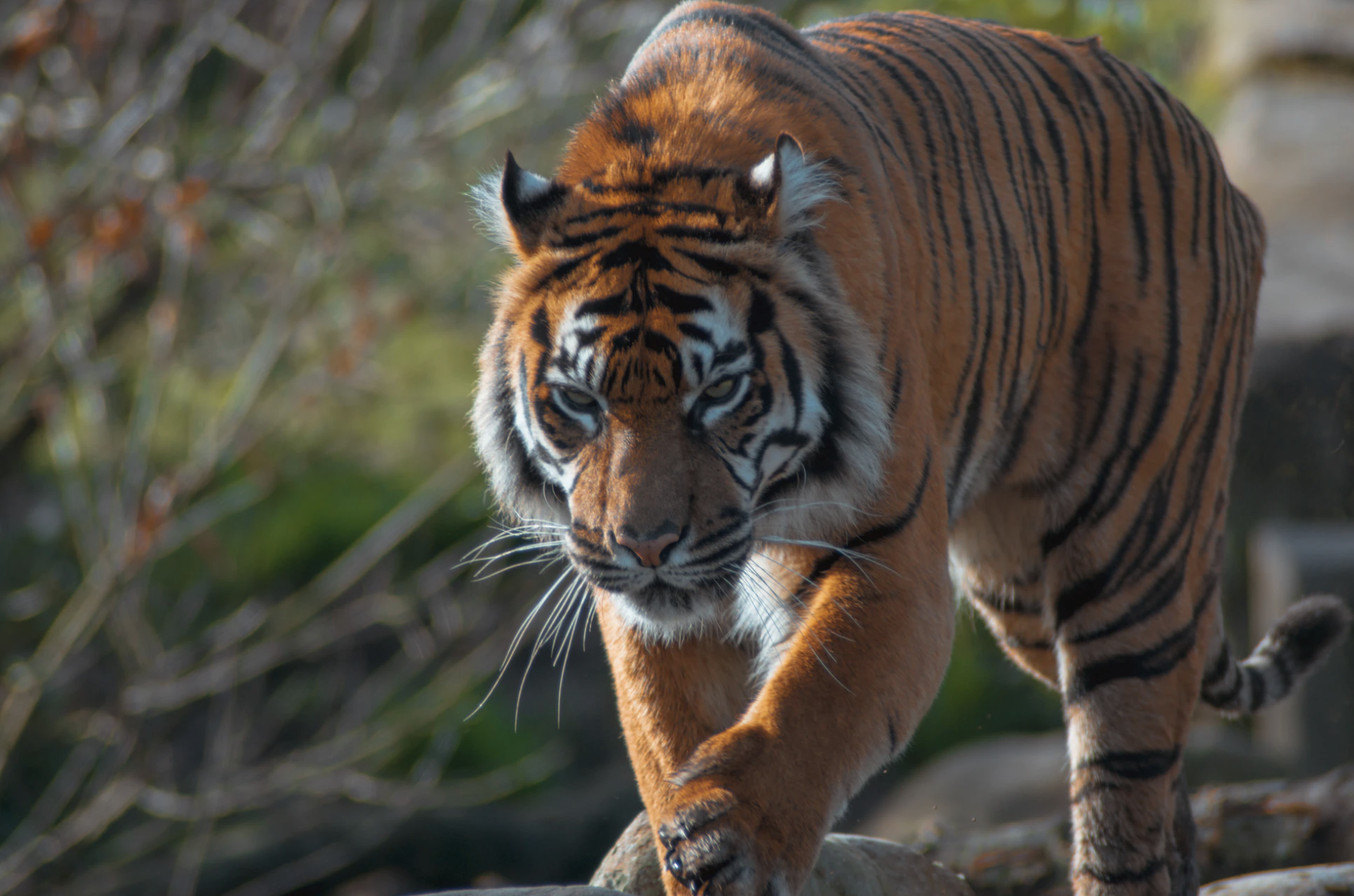 Blogpod: Stewardship lessons from the Tiger King