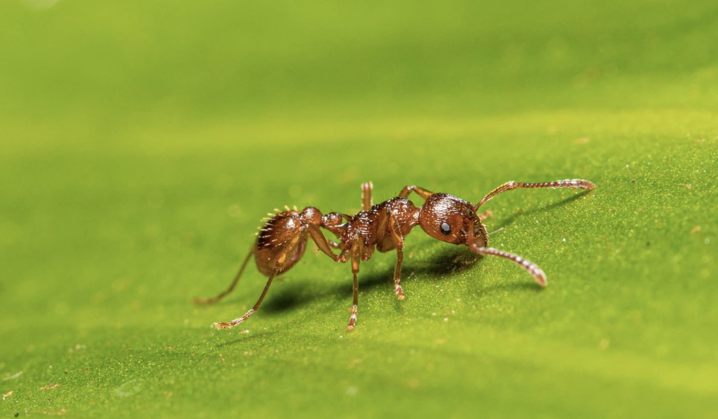 BlogPod: Build Wealth Like an Ant, Part 2