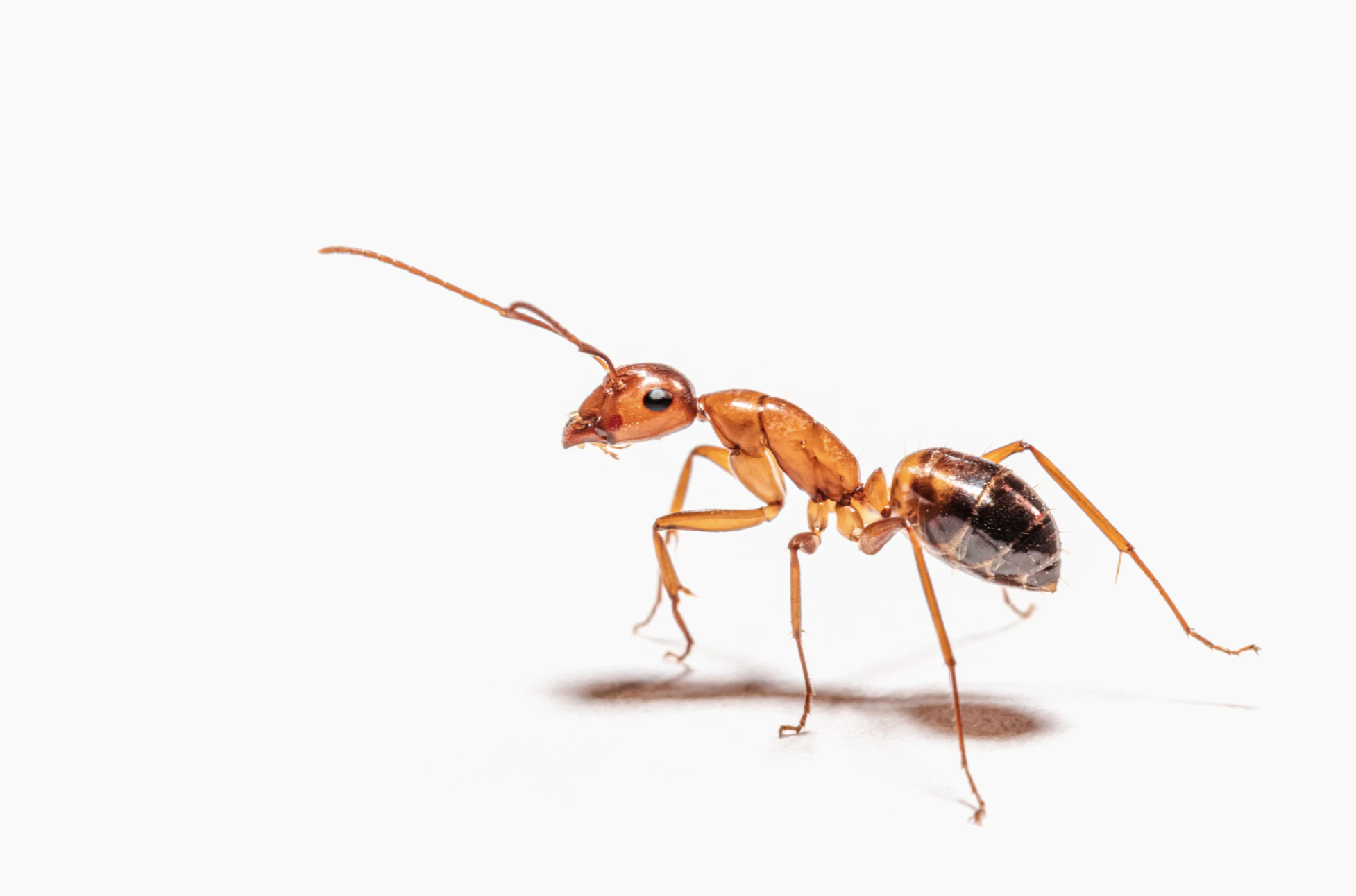 Where to Put Your Stocks and Bonds (Build Wealth Like an Ant, Part 5)
