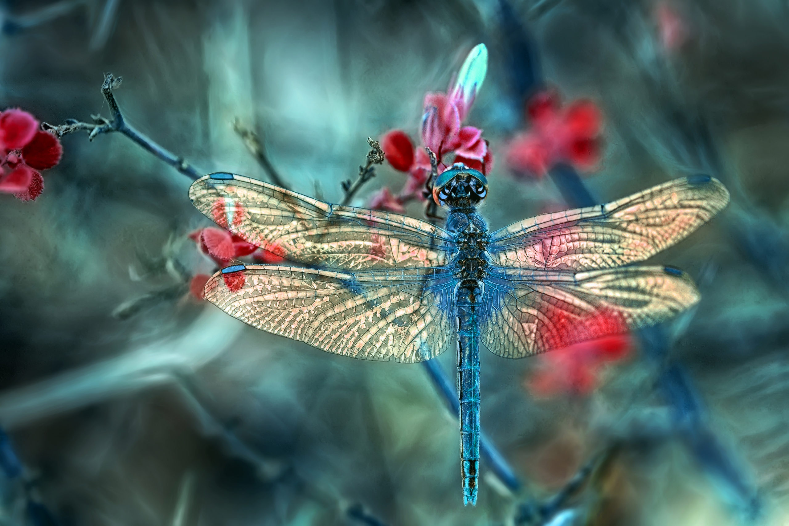 Intricate Optimized Insect Designs – via Evolution?