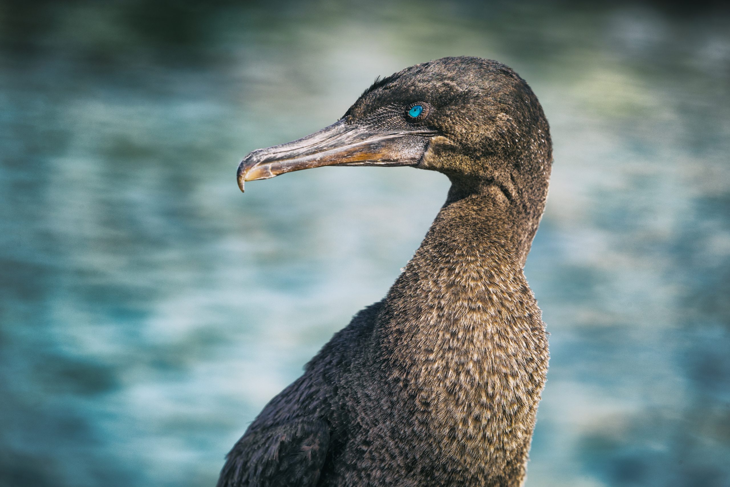 Paul Nelson Visits Darwin’s Galapagos Islands, Pt. 1