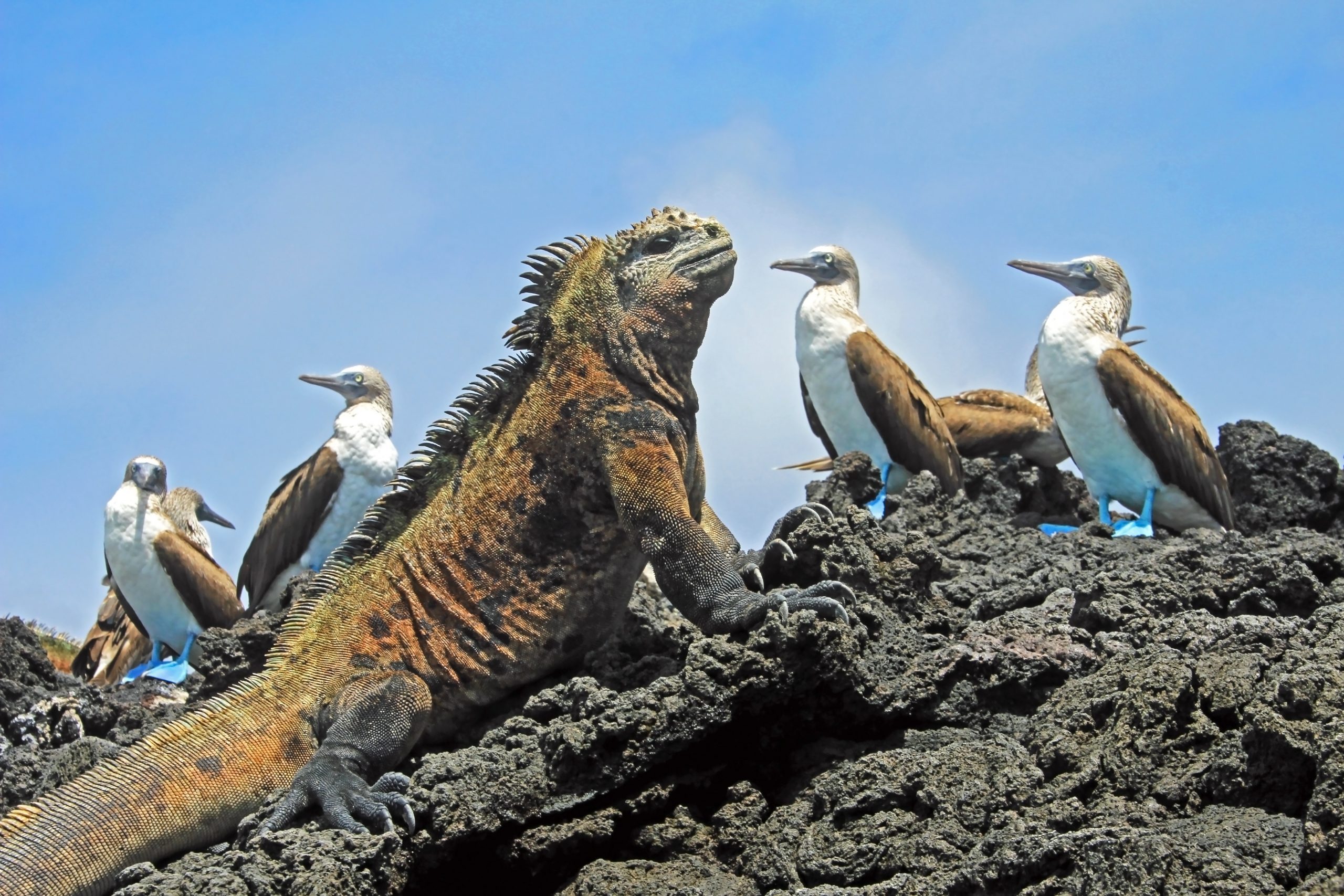 Paul Nelson Visits the Galapagos Islands, Pt. 3