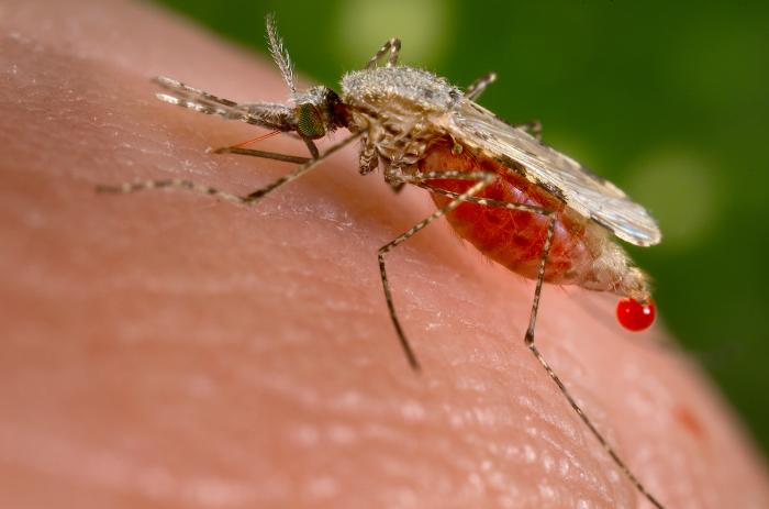 Michael Behe’s New Book Dispels Malaria Evolution Fog