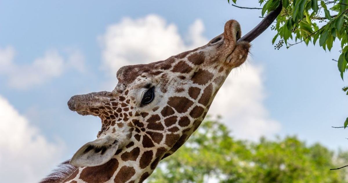 Another Evolutionary Icon: The Long-Necked Giraffe, Pt. 3