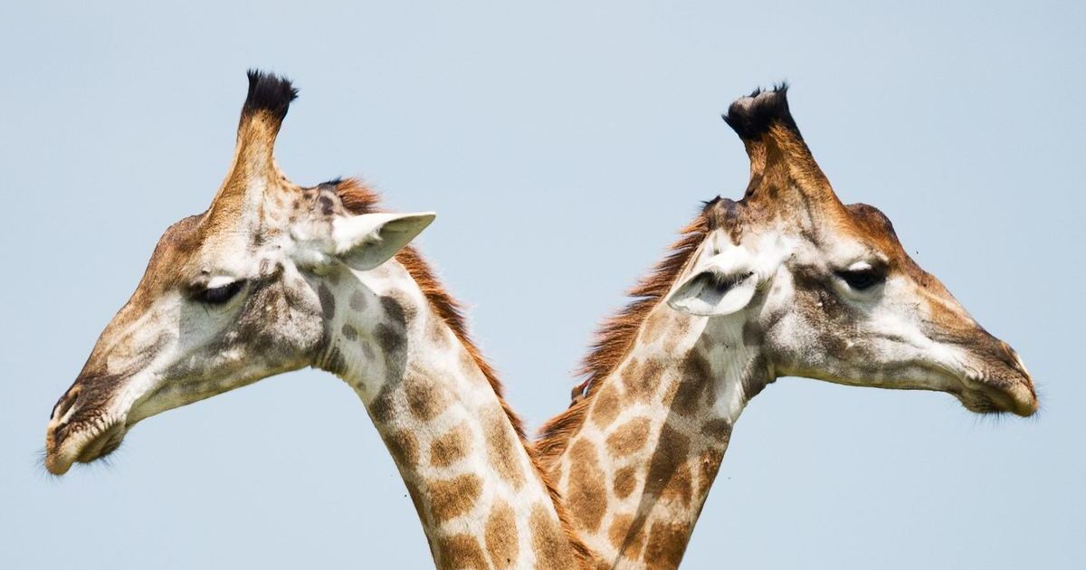 Another Evolutionary Icon: The Long-Necked Giraffe, Pt. 2