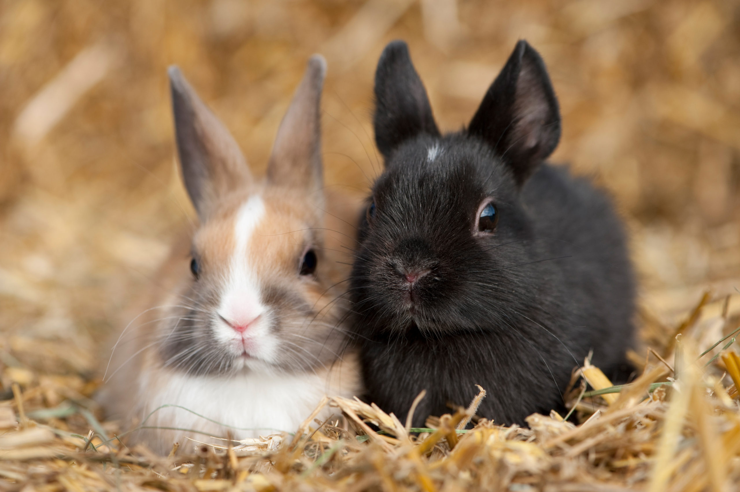 Of Natural Selection, Explanatory Deficits, and Bunnies Dark and Light