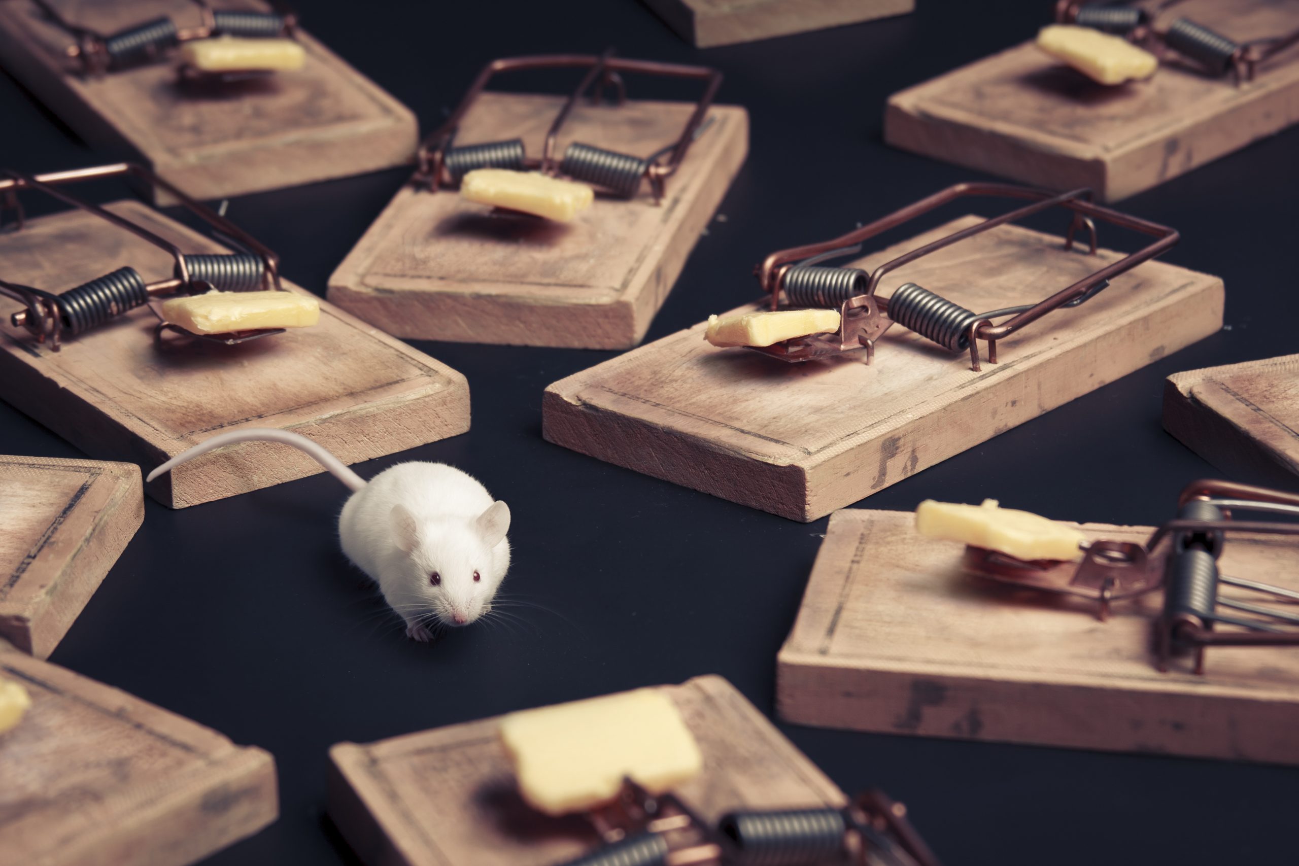 Michael Behe on the Battle of the Mousetraps