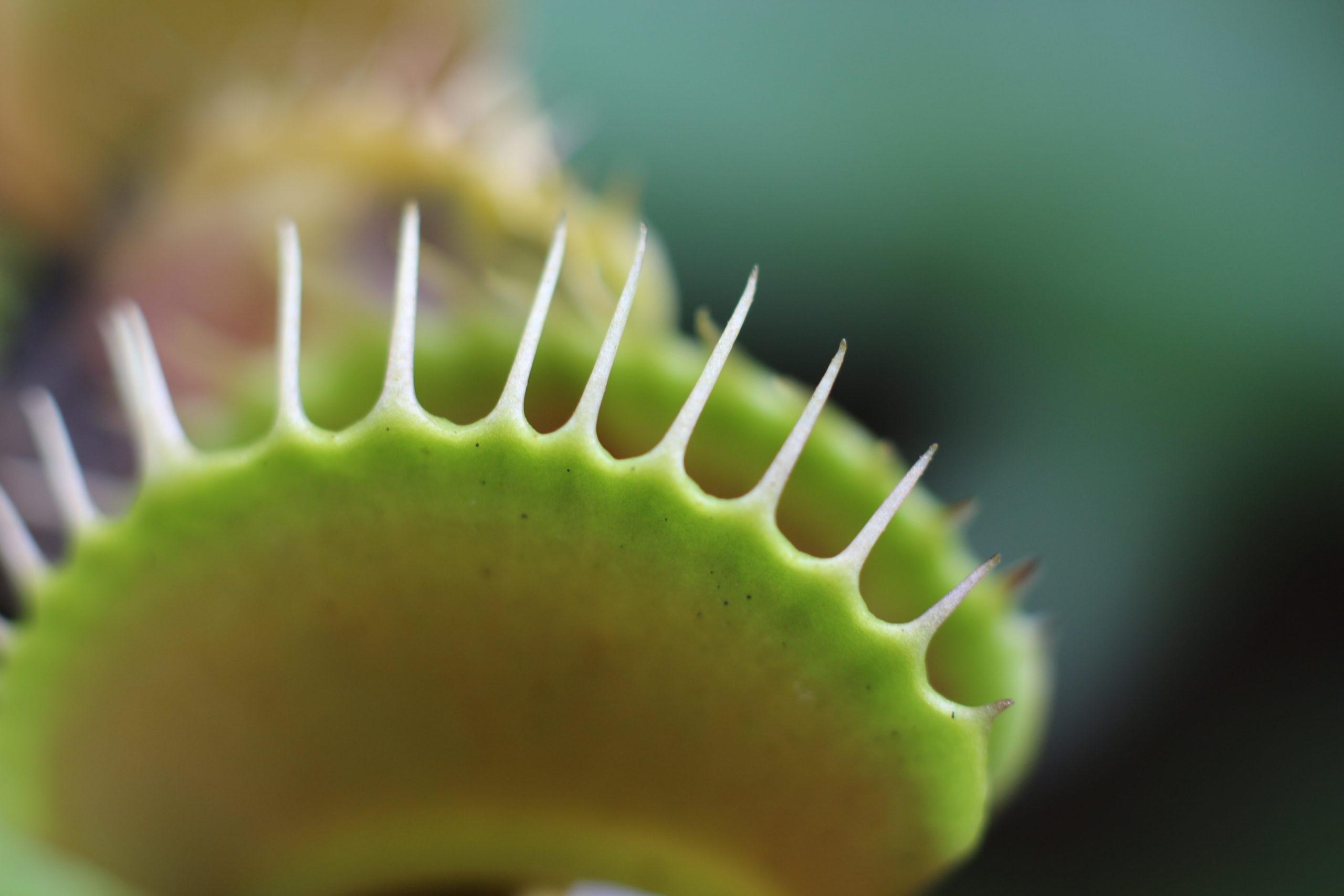 The Venus Flytrap Takes a Bite Out of Darwinism