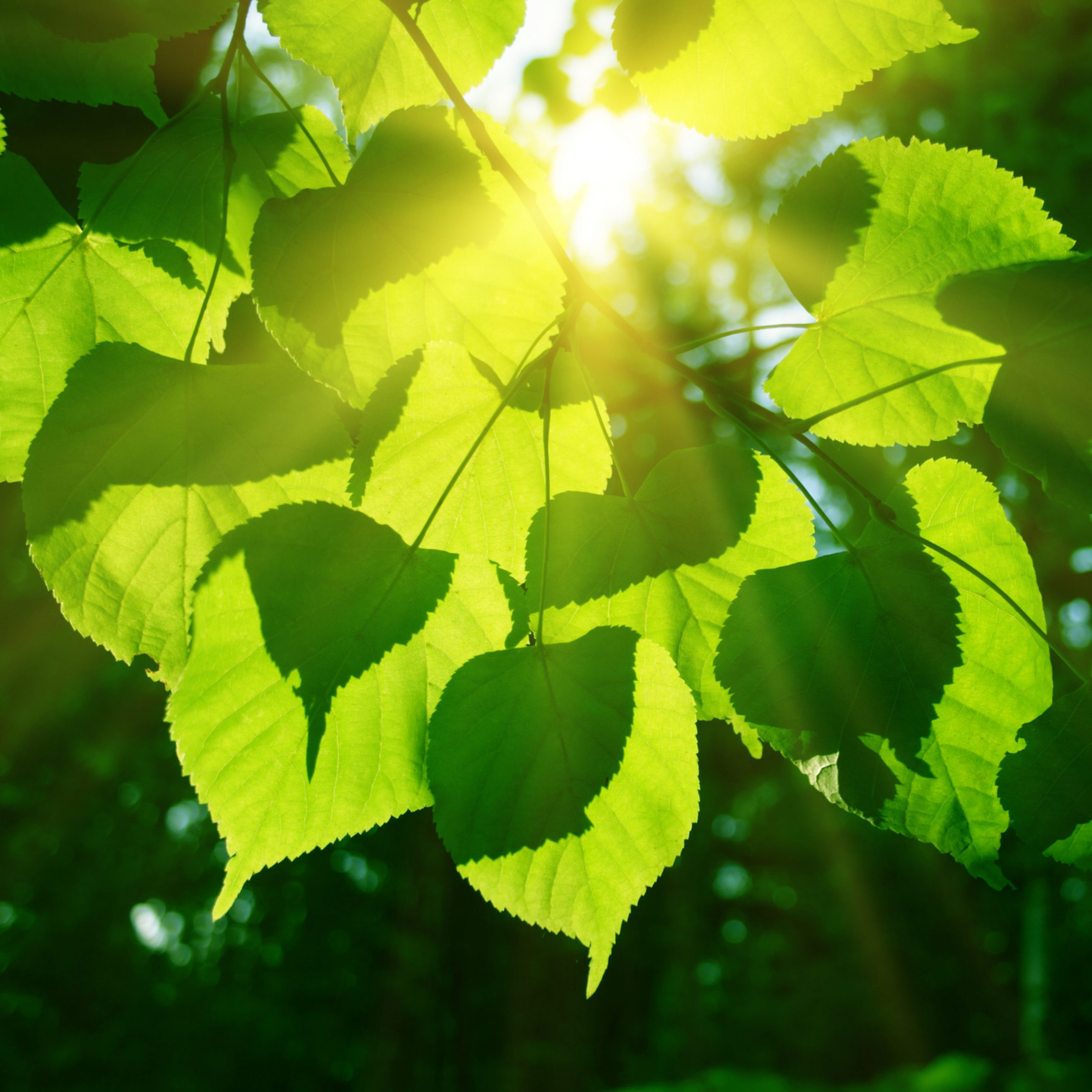 Michael Denton: Remarkable Coincidences in Photosynthesis