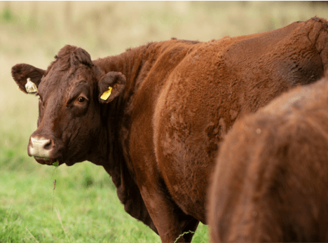 Episode 6 - Sustainable beef production just got smarter