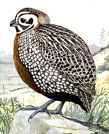 Mearns Quail and Mexican Blue Oaks