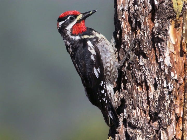 The Red-Naped Sapsucker