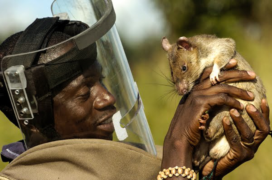 HERO RATS