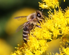 Celebrate National Honey Bee Day on August 16th!