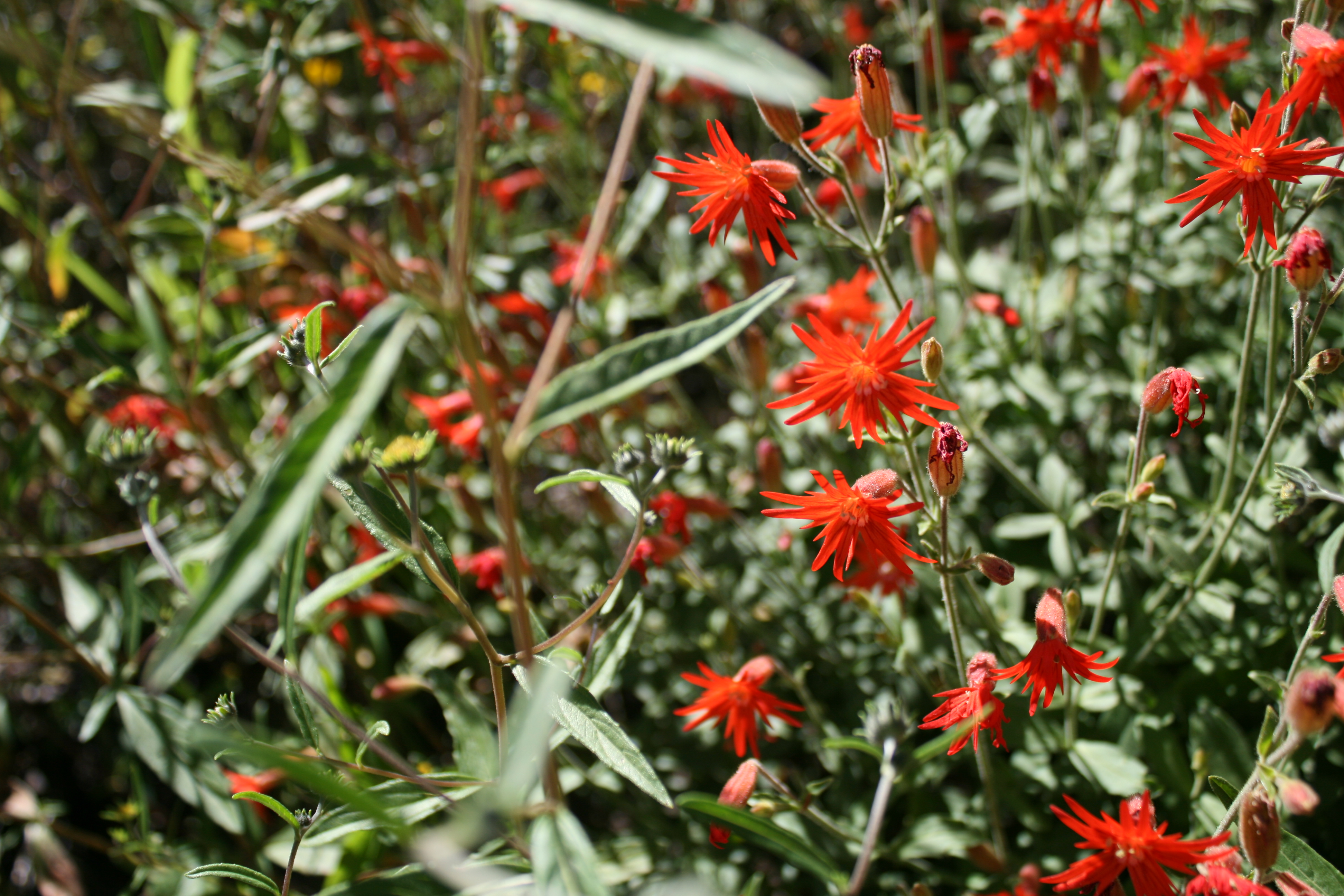 Mexican Campion