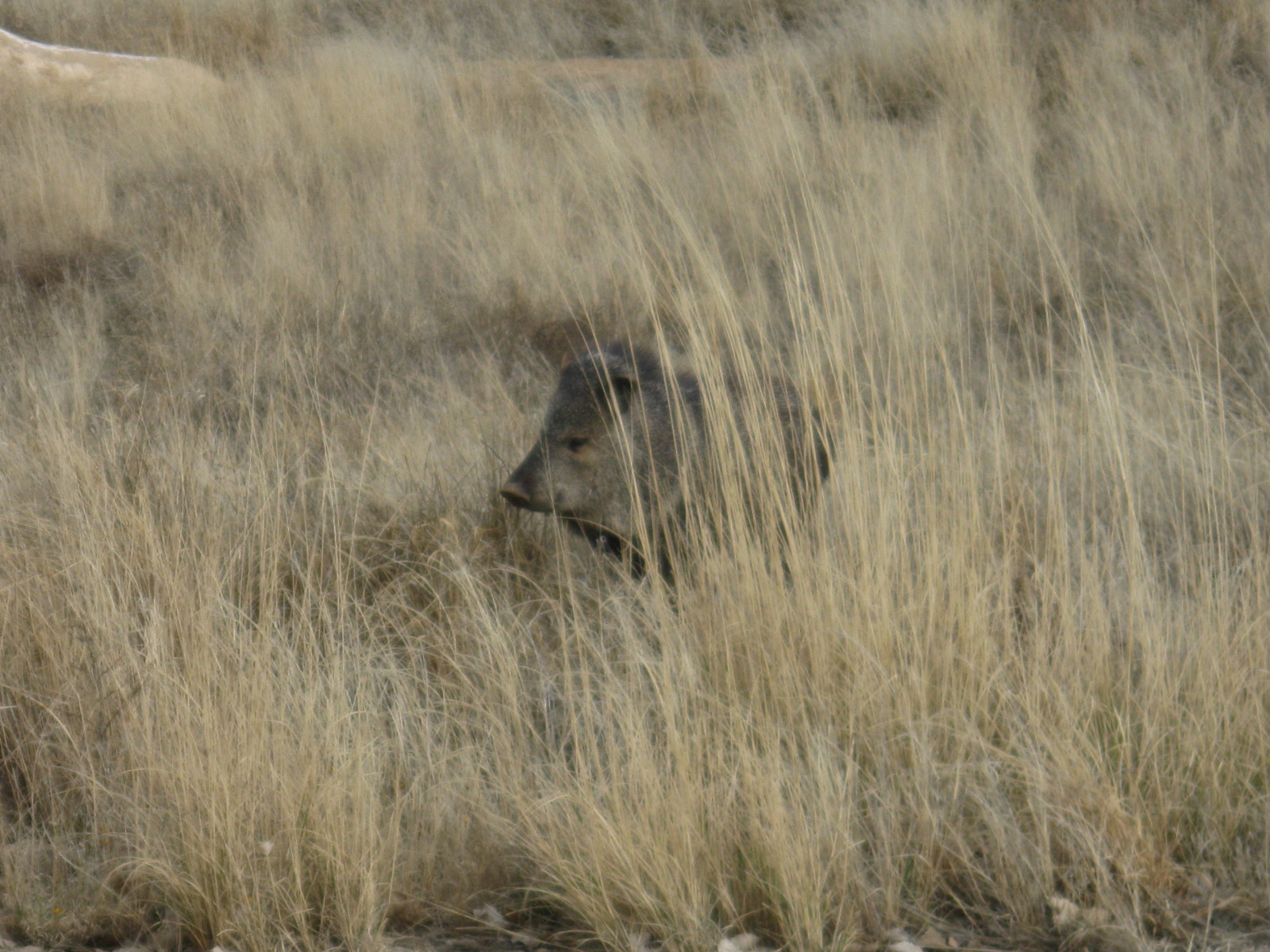 Collared Peccary