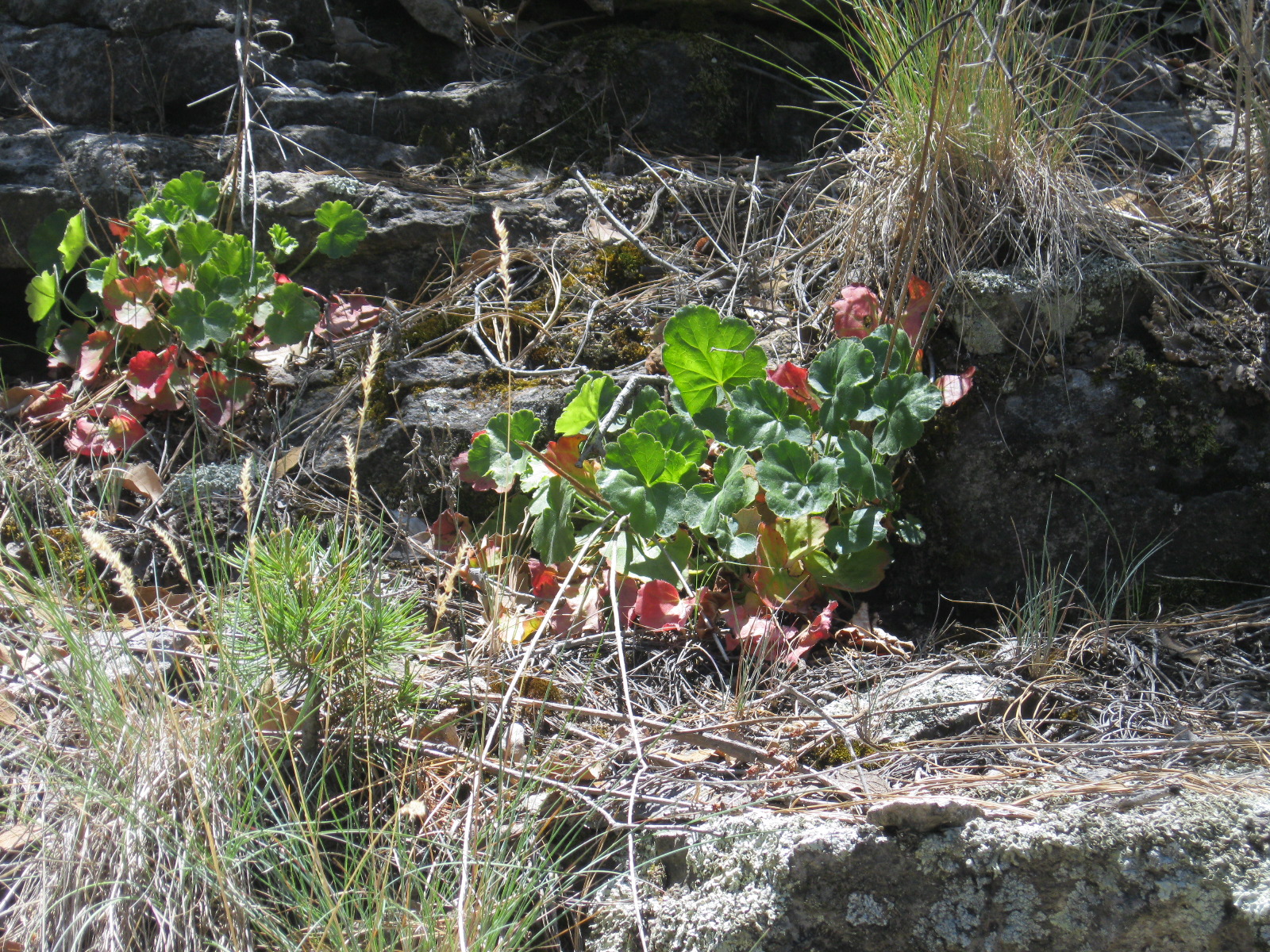 Heuchera sanguinea and Apocynum cannabinum