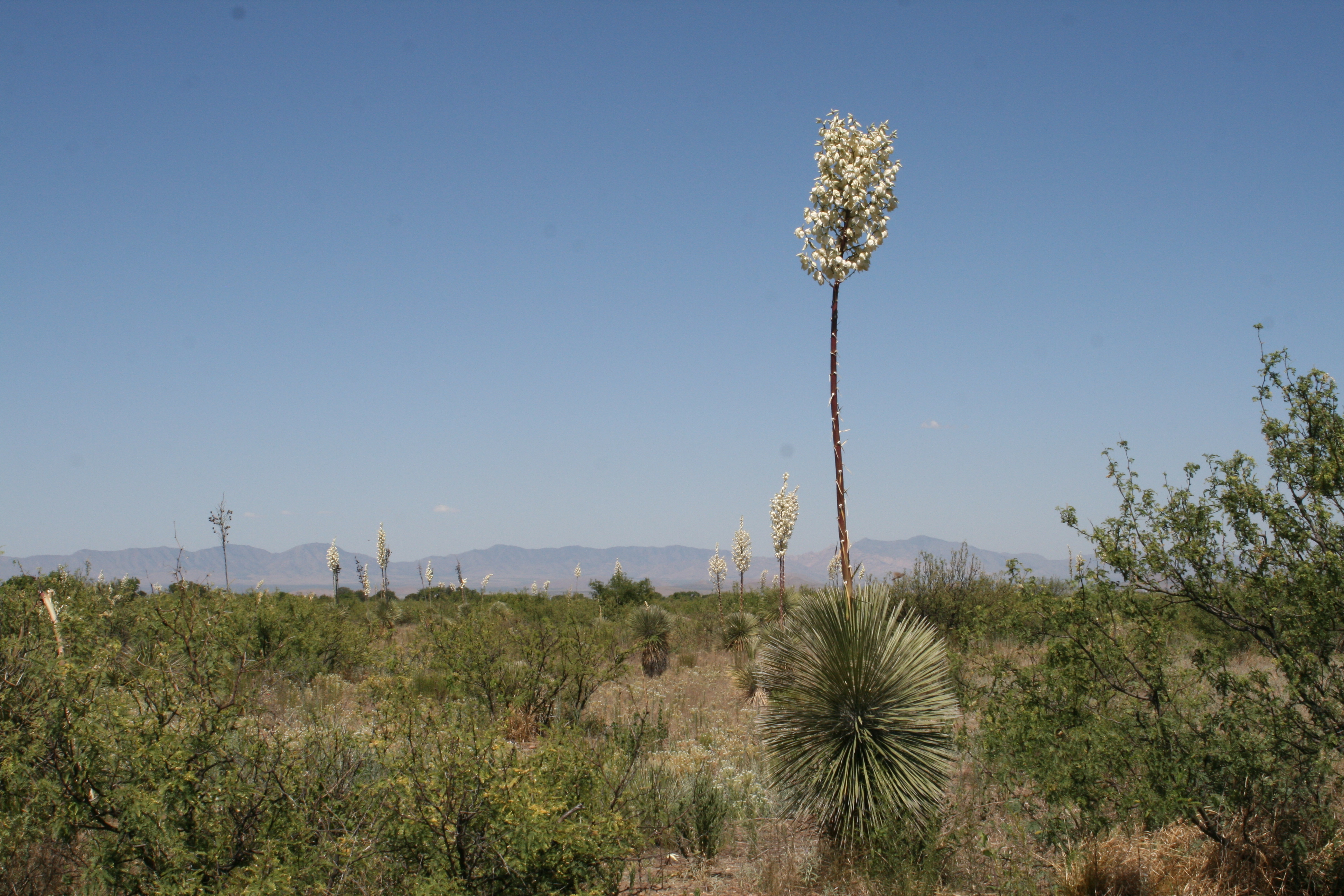 Tegeticula yuccasella and Yucca elata