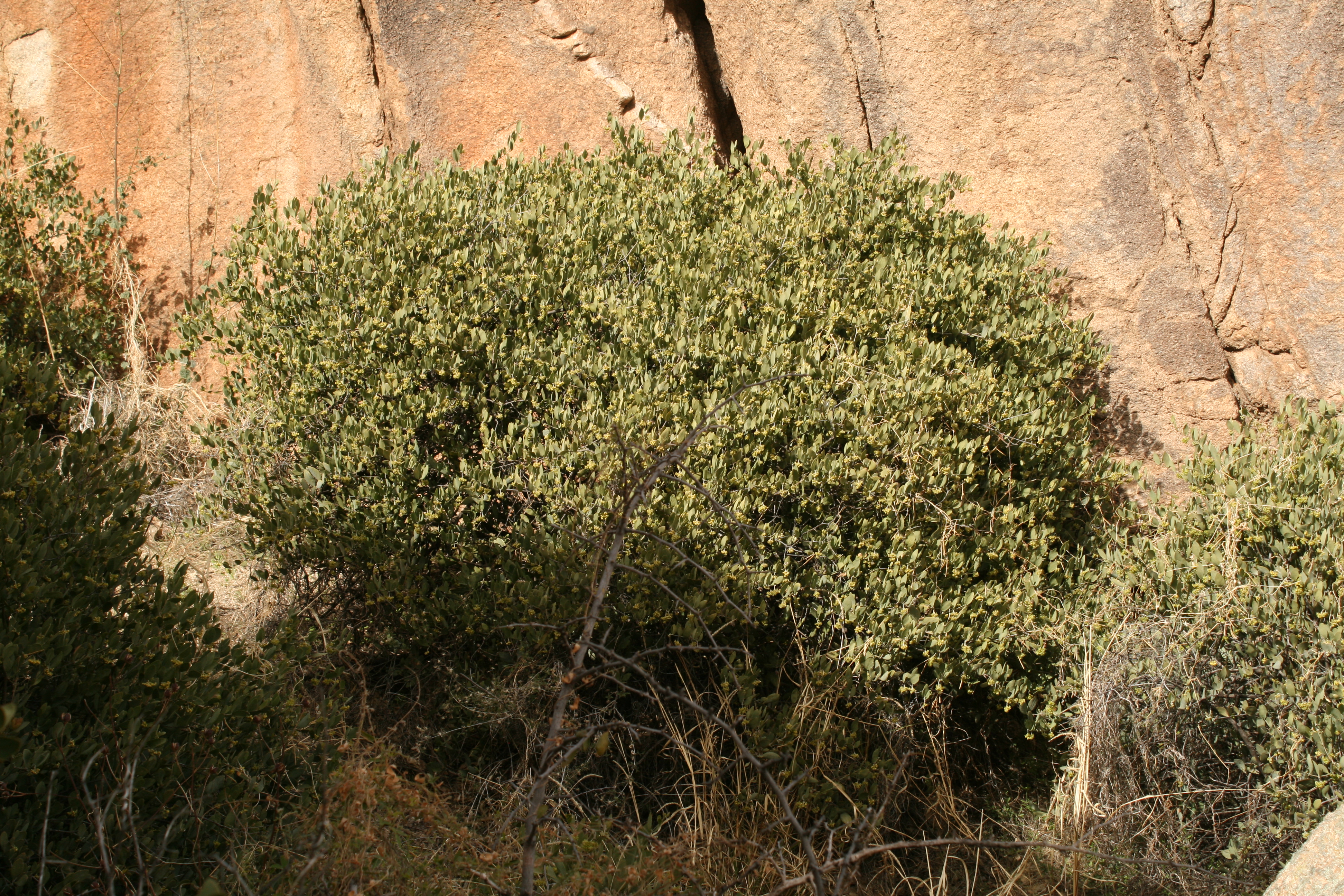 Simmondsia chinensis