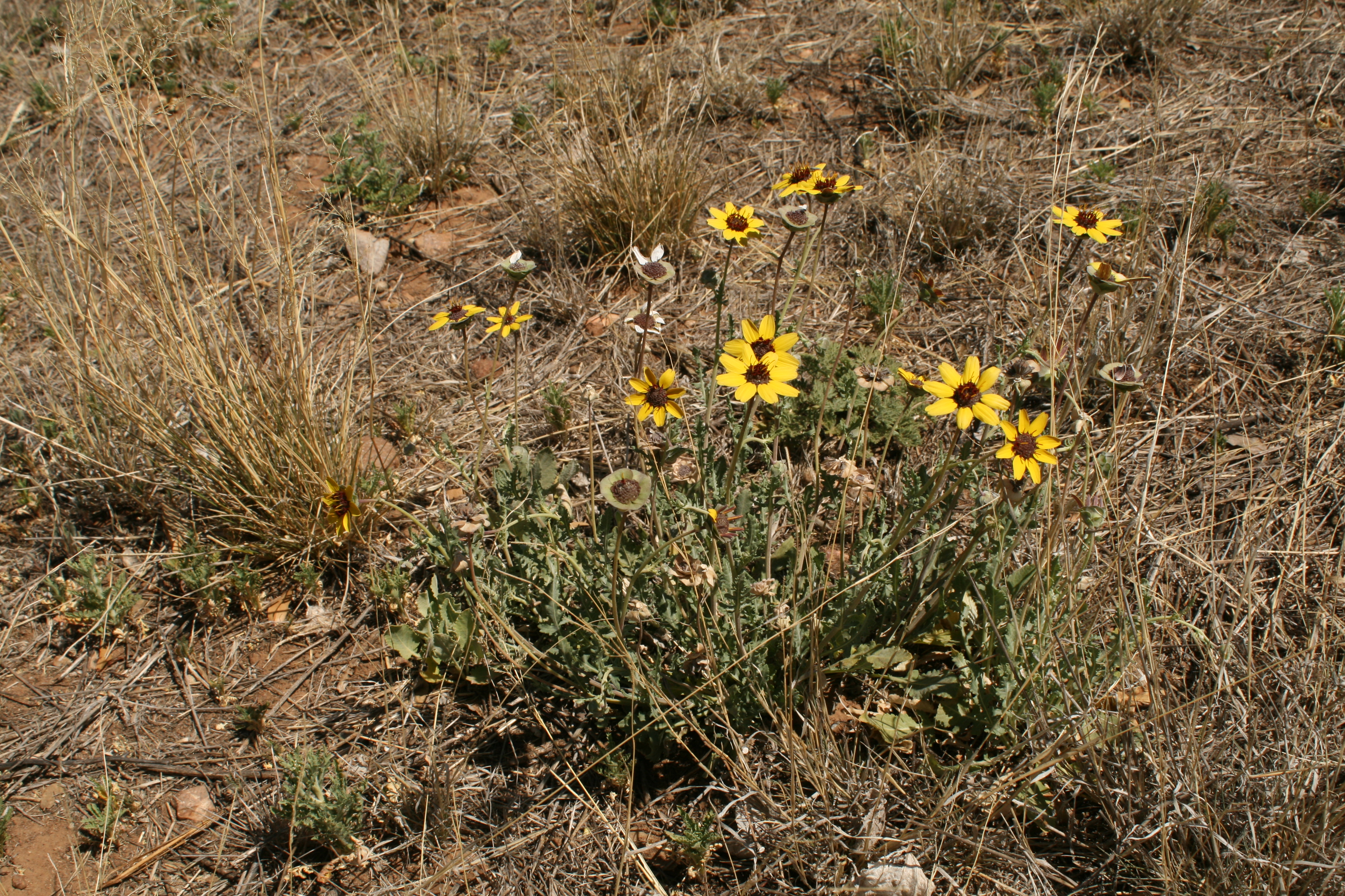 Berlandiera lyrata