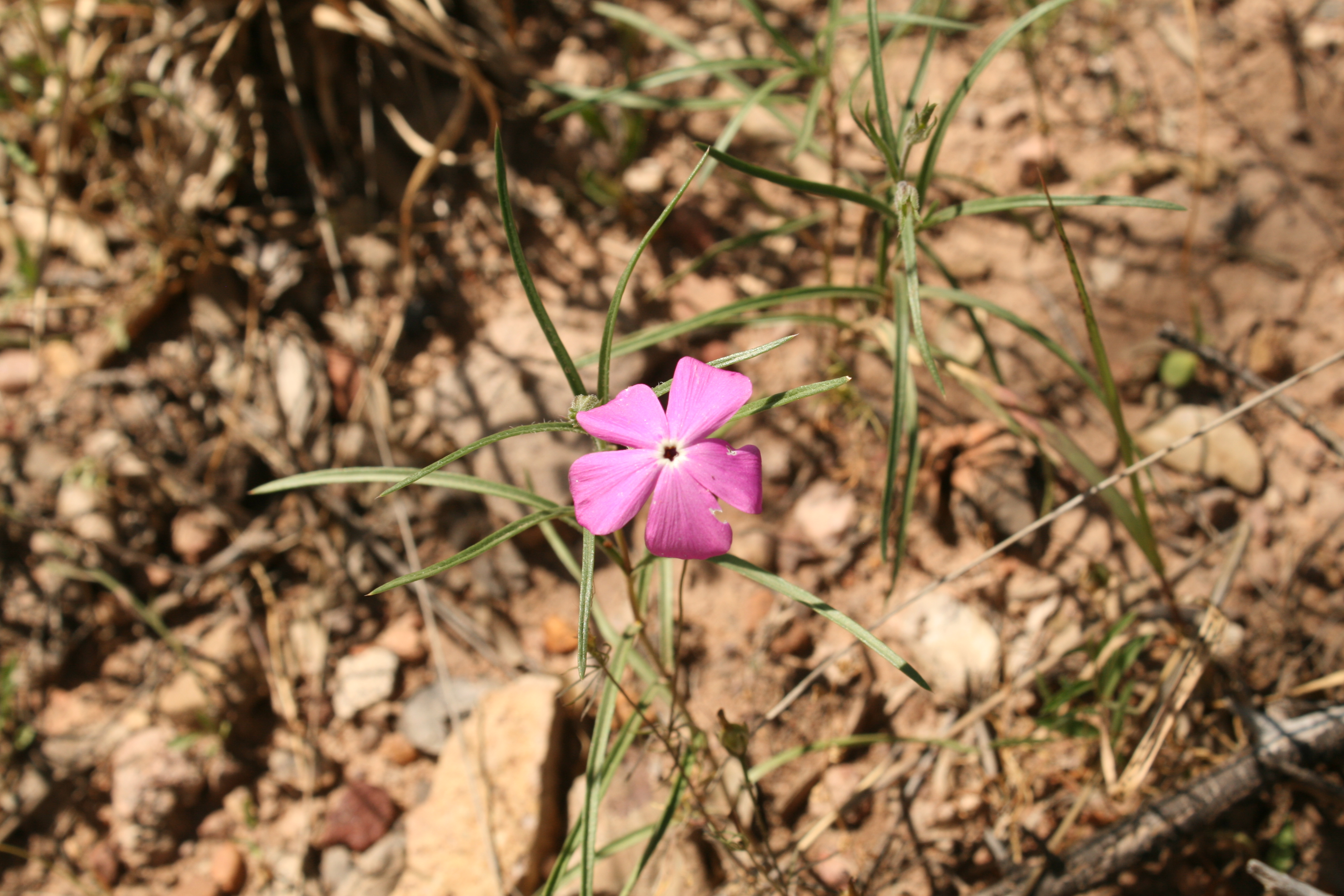 Phlox in the Hills