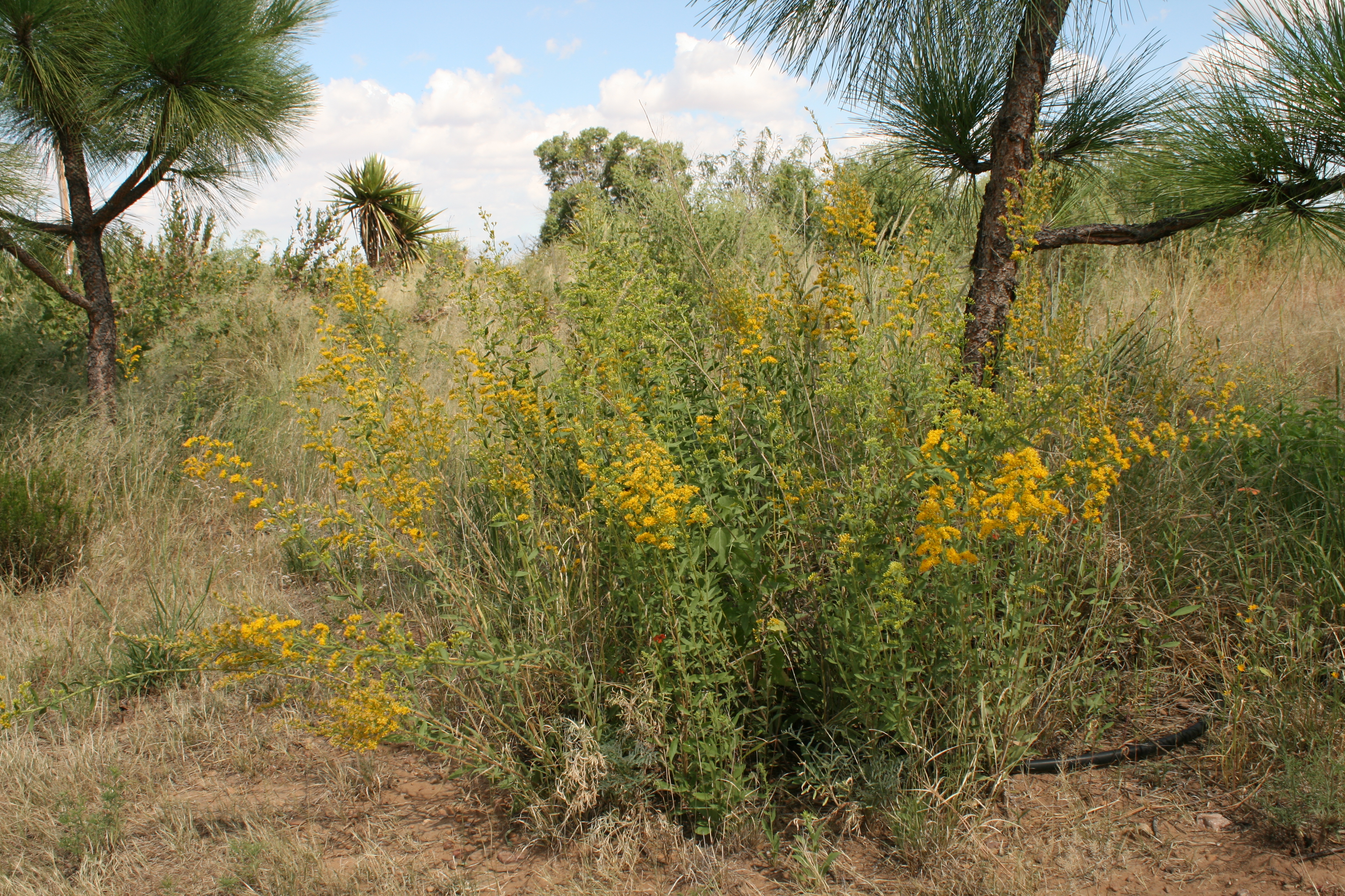 Solidago missouriensis