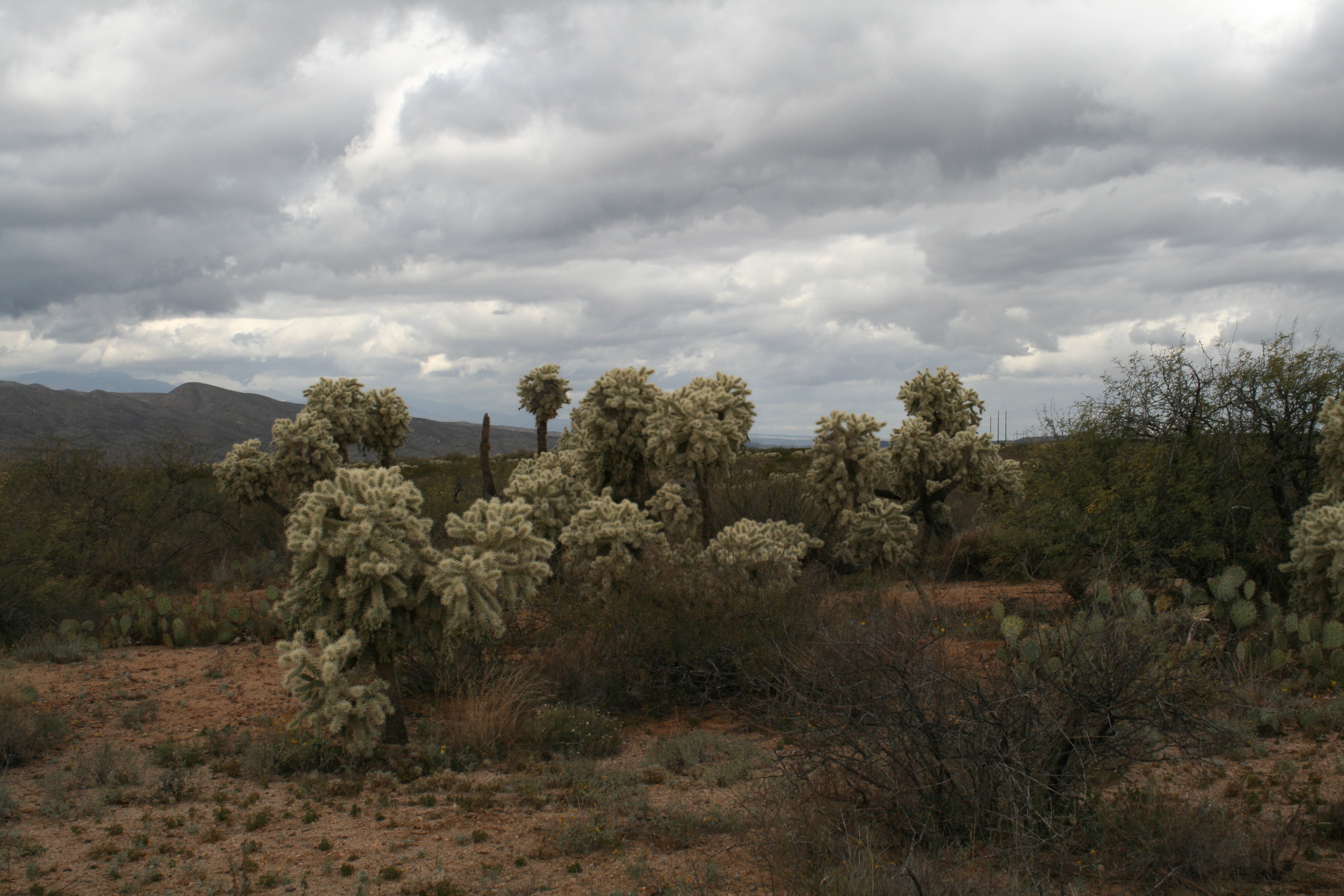 Trip to the Cascabel Fair