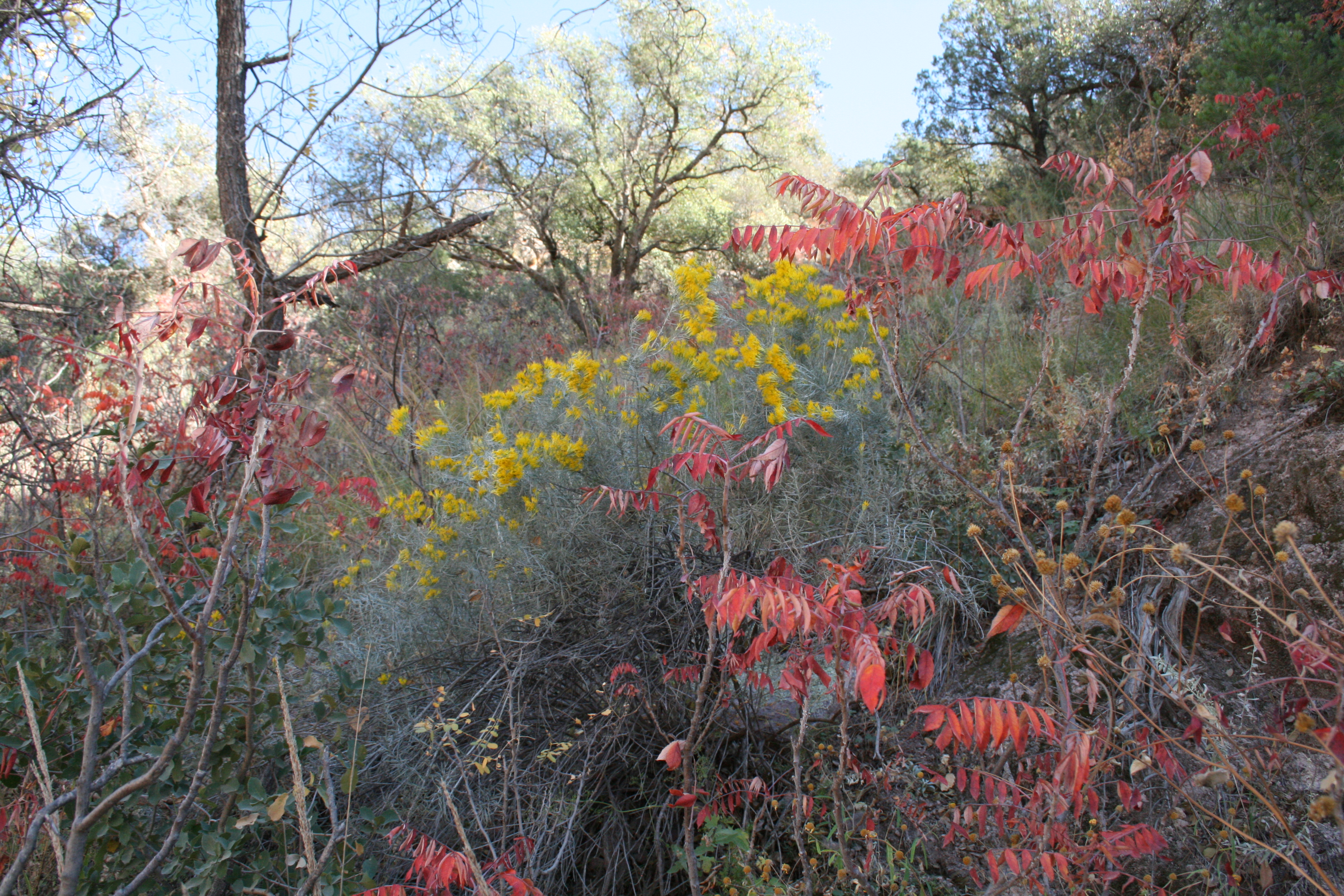 Sumac Fall color