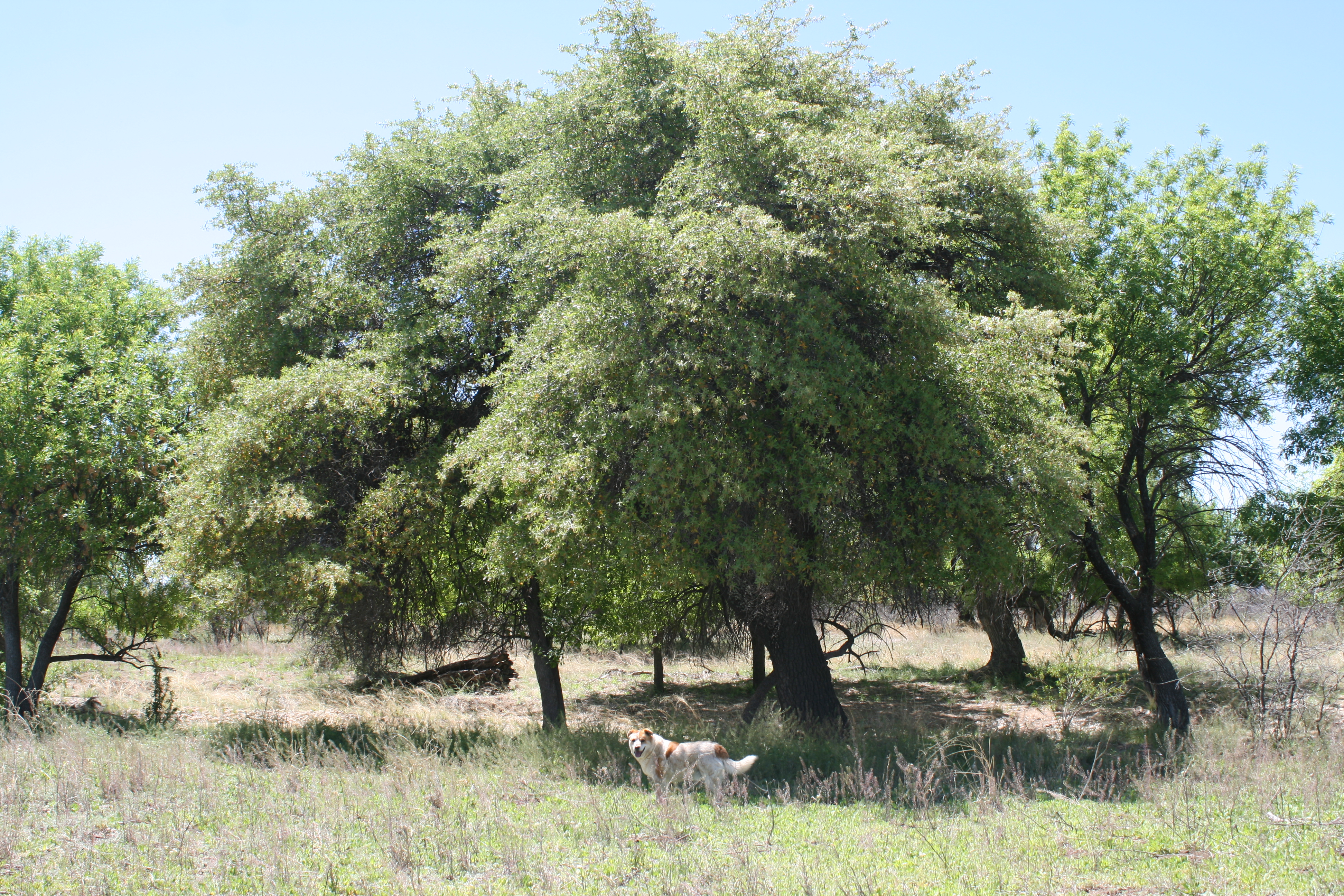 Quercus, Tree of Life