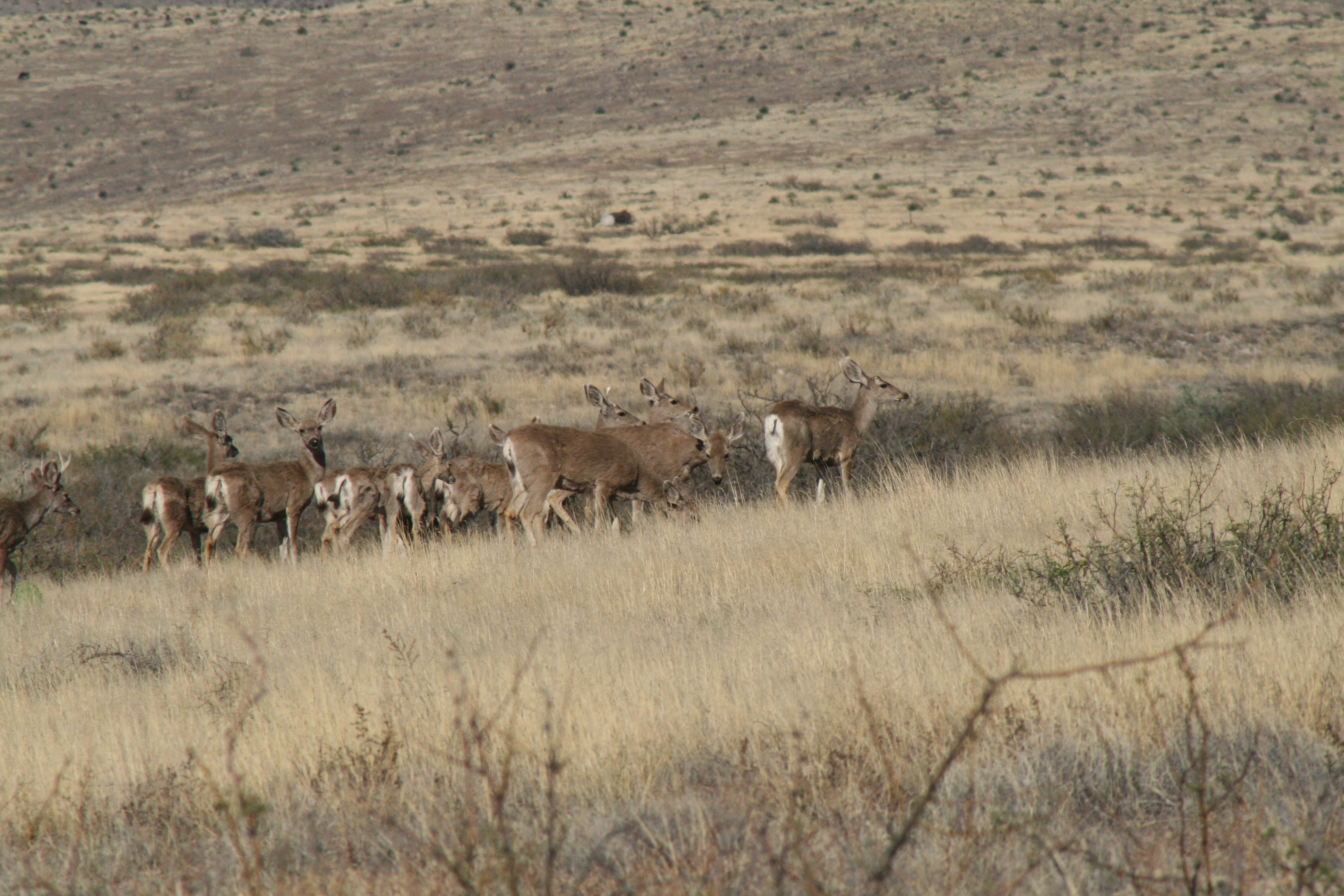 Desert Mule Deer