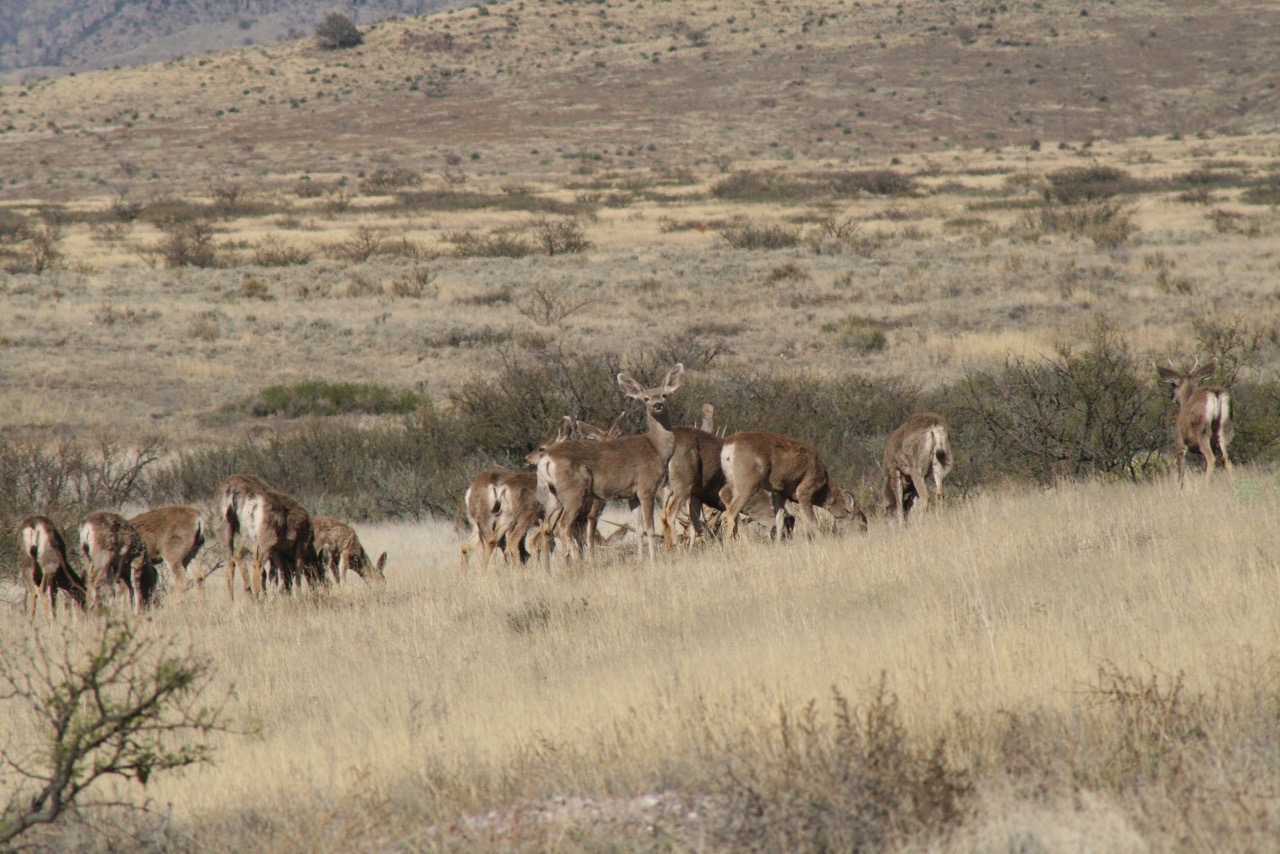 Desert Mule Deer