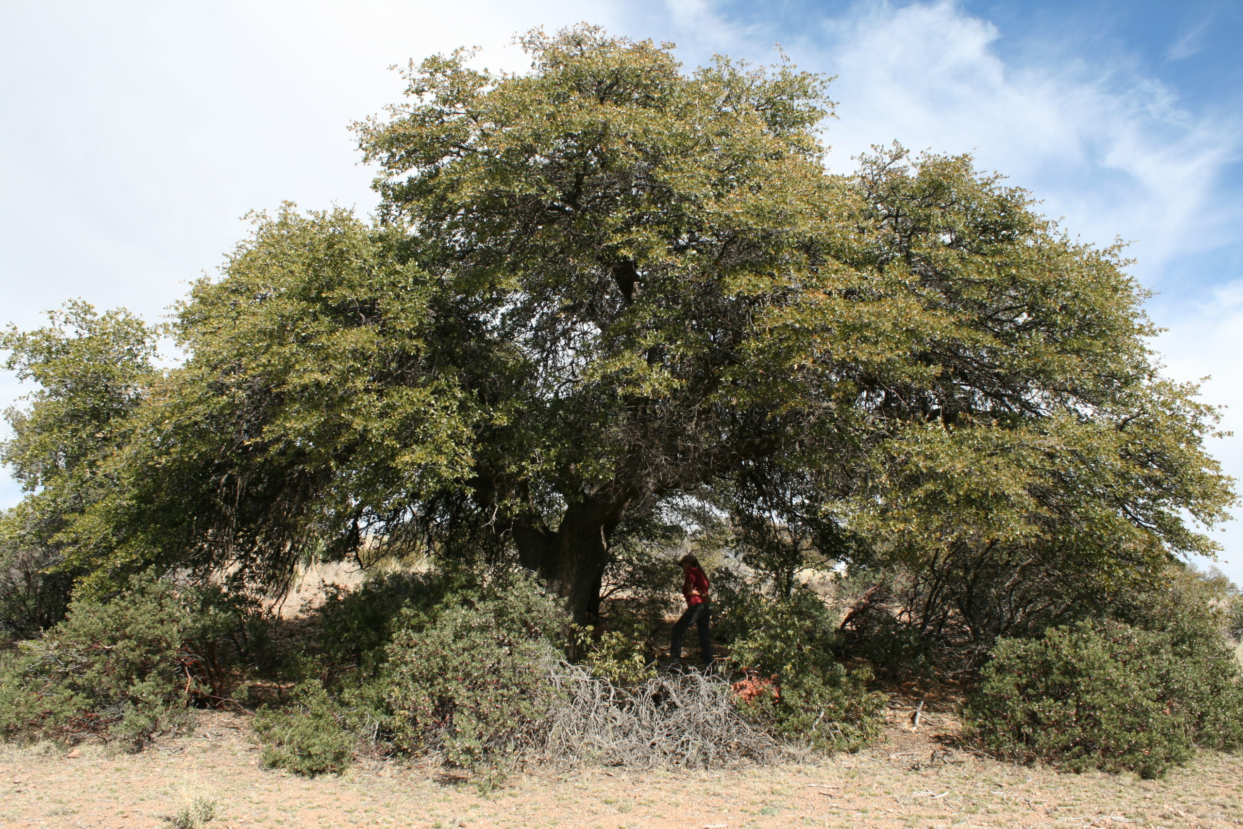 Quercus, Tree of Life