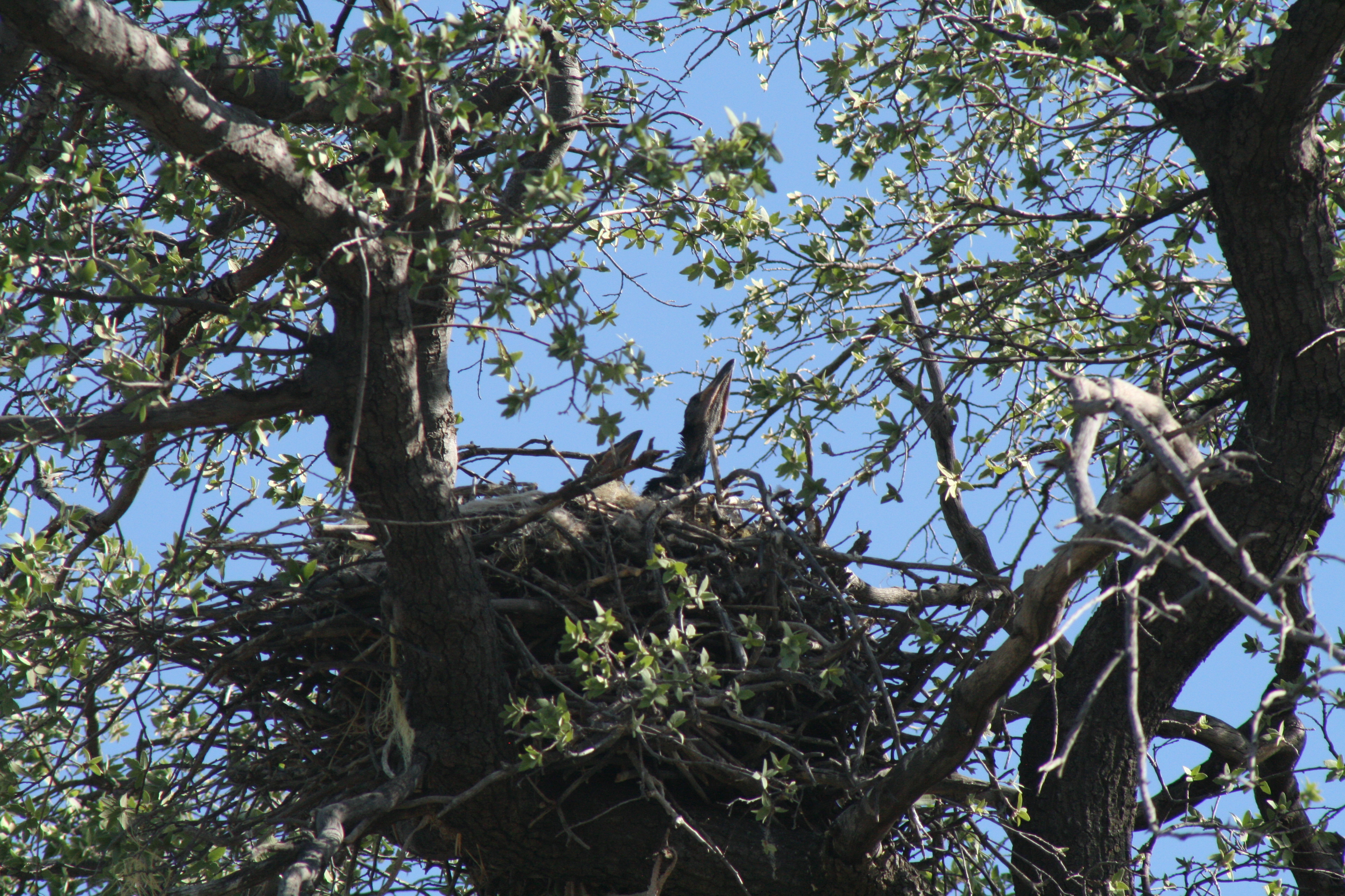 Corvus in a Quercus