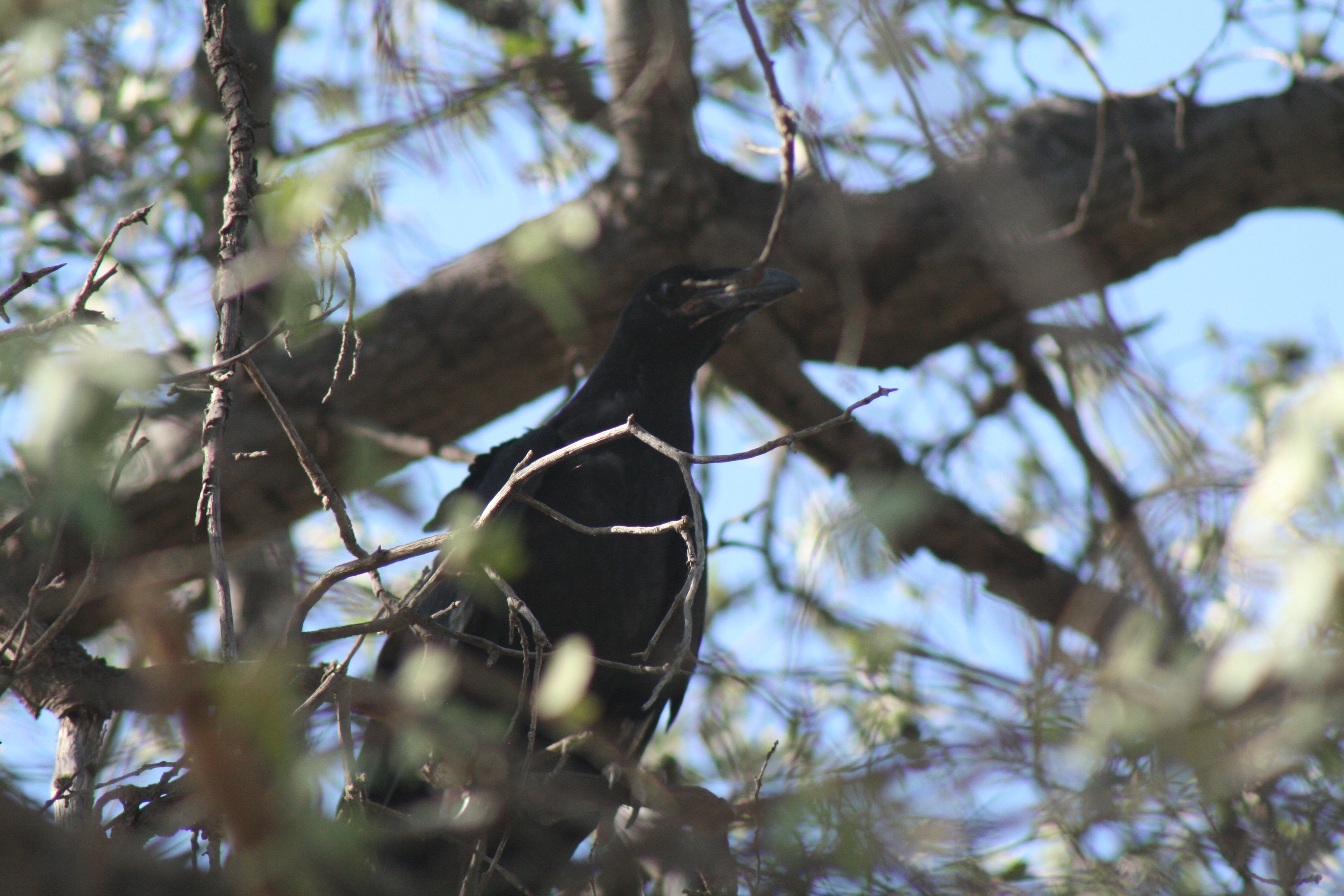 Corvus in a Quercus