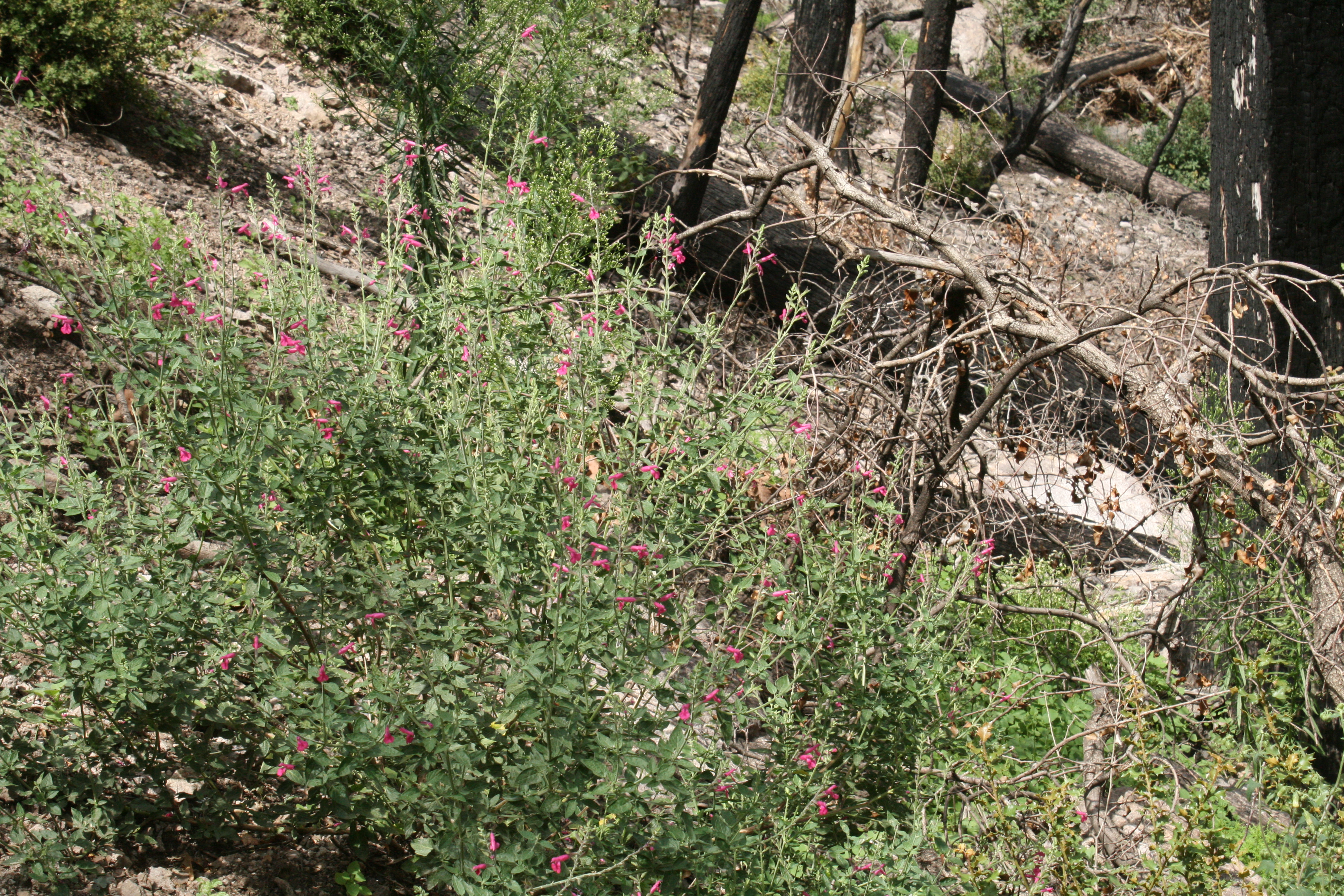 Salvia microphylla