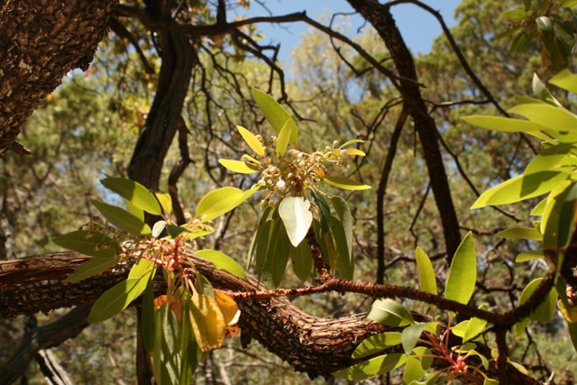 Madrones in the Woodlands