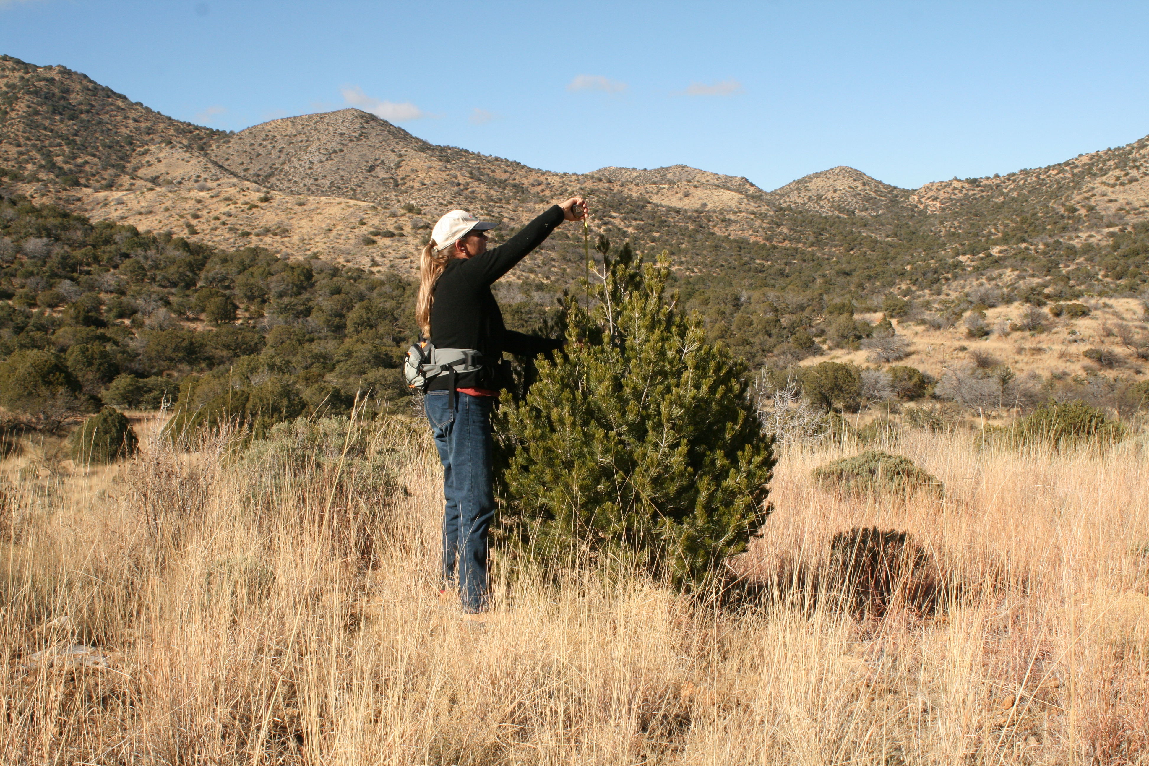 Christmas Tree Hunt