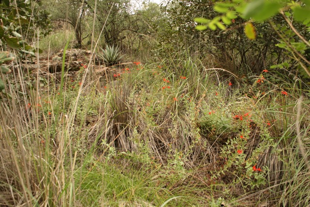 Hummingbird Trumpet in the Hills