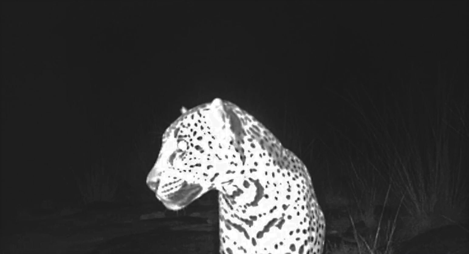 Borderlands Jaguar