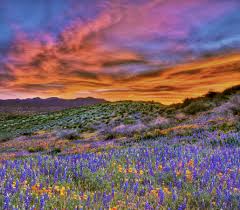 Wildflowers in Organ Pipe N.M.
