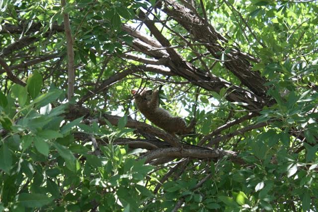 Bobcats, Spiny Lizards and Leafcutter Bees