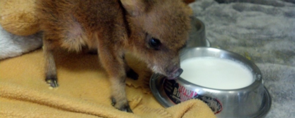 Tucson Wildlife Center