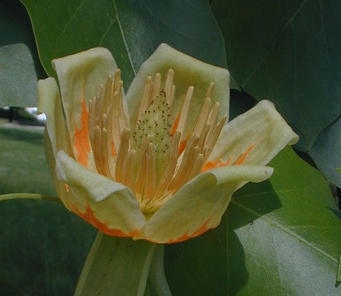 Tulip Poplar