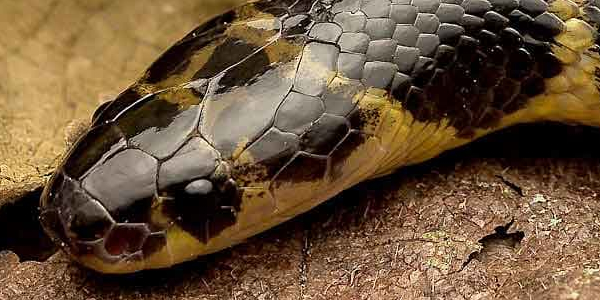 Episode 411: Poison Episode 411: Poison